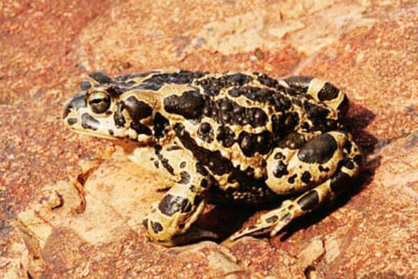 Жаба Певцова (среднеазиатская жаба, данатинская жаба)