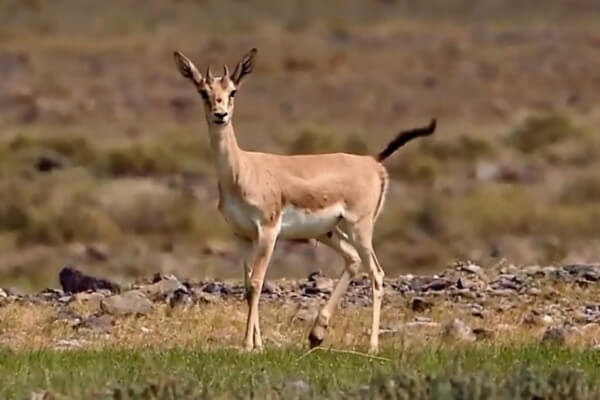 Gazelle in Altyn-Emel Park