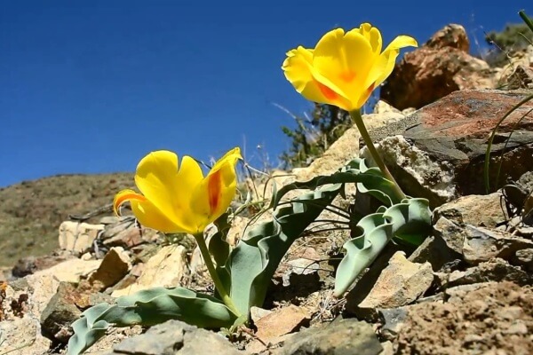 Tulipa Alberti in Altyn-Emel