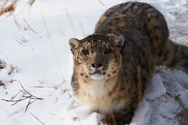 Snow Leopard in Dzhungarian Alatau Mountains
