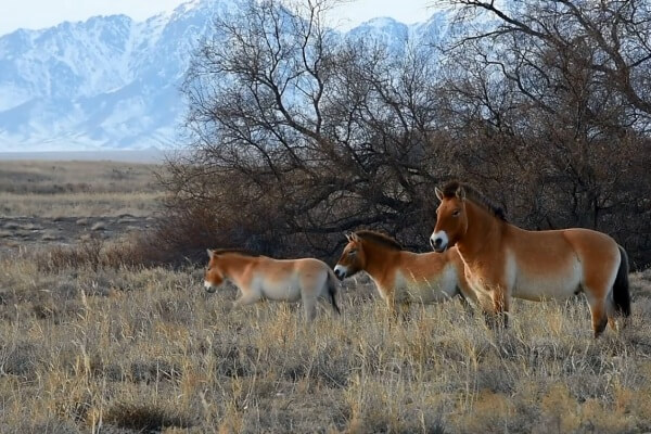 Przewalski's Horse Kazakhstan