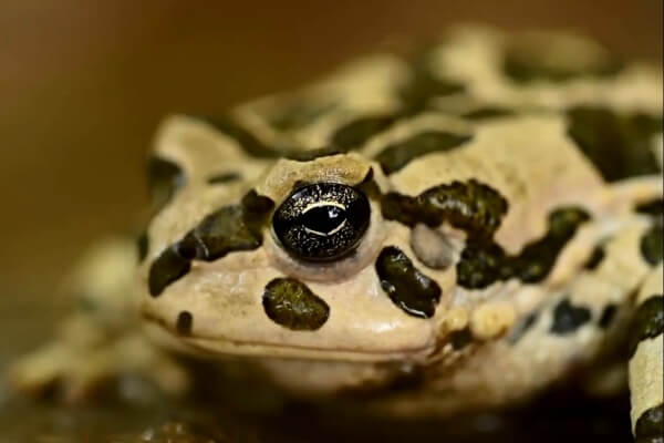 Pevtsov's Toad (Bufo Danatensis) in Altyn-Emel