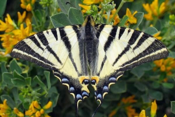 Swallowtail Butterfly (Papilio podalirius) in Altyn-Emel