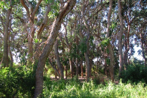 Asiatic Poplar (Turanga) in Altyn-Emel