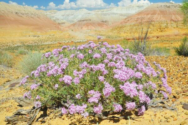 Spine Pink in the Aktau Mountains