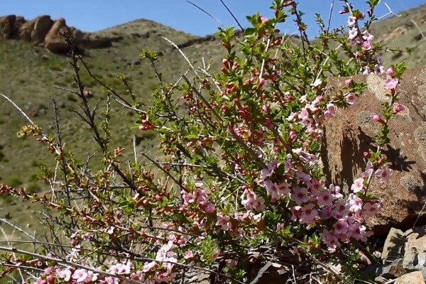 Tien Shan Cherry in the Sholak Mountains