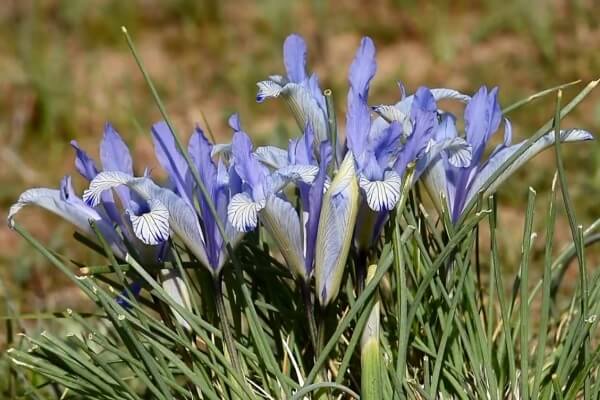 Iris Tenuifolia