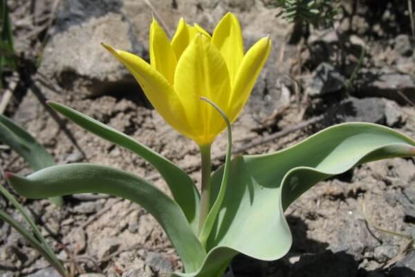 Tulipa Brachystemon