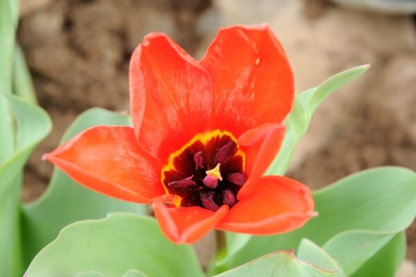 Tulipa Ivasczenkoae