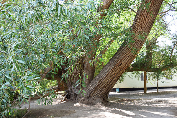 700-летняя ива в парке 