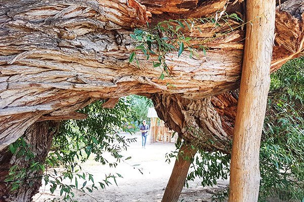 700-Year-Old Willow in Altyn-Emel