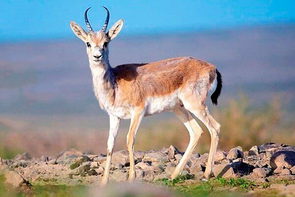 Gazelle in Altyn-Emel Park