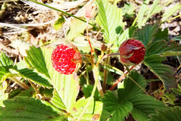 Wild Strawberry in Dzhungarian Alatau