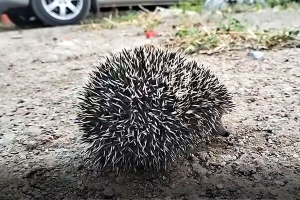 Altyn-Emel: Hedgehog