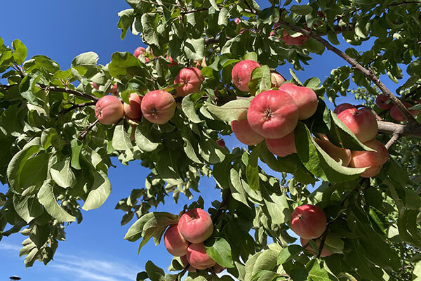 Altyn-Emel: Apples