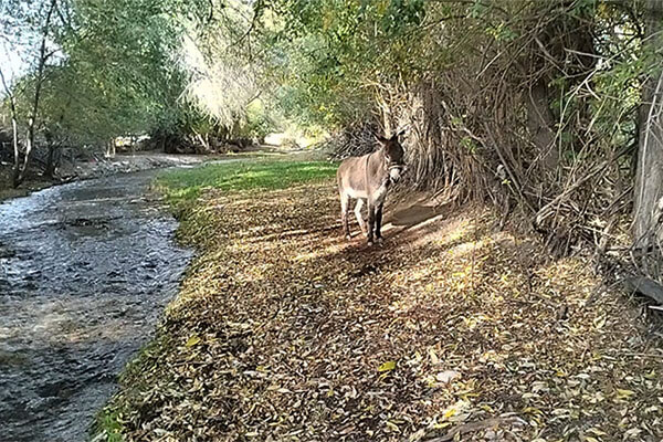 Donkey in Basshi