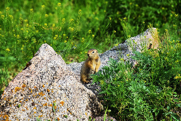 Altyn-Emel Tours