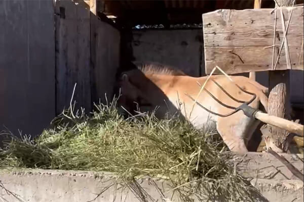 Przewalski Horse