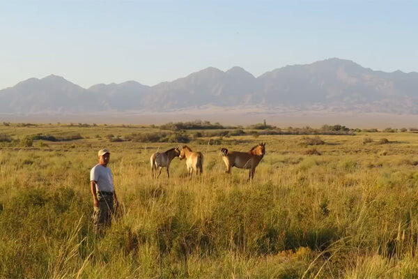 Przewalski Horses