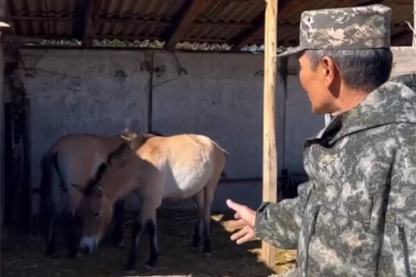 Лошадь Пржевальского