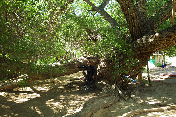 700-Year-Old Willow