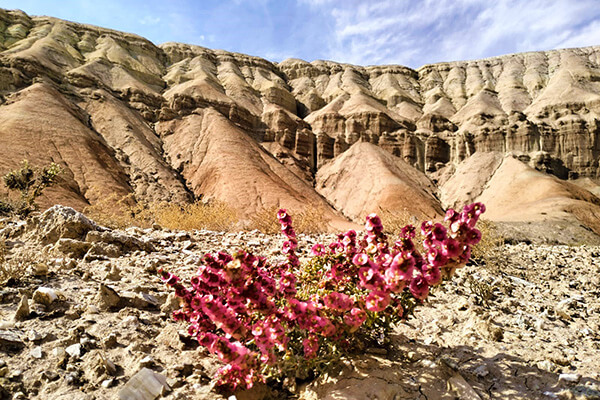 Autumn Flowers in Aktau Mountains