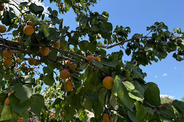 Caravansarai Campsite: Food