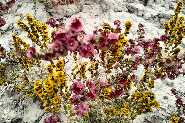 Алтын-Эмель