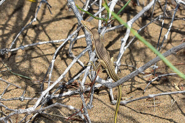Полосатая ящурка