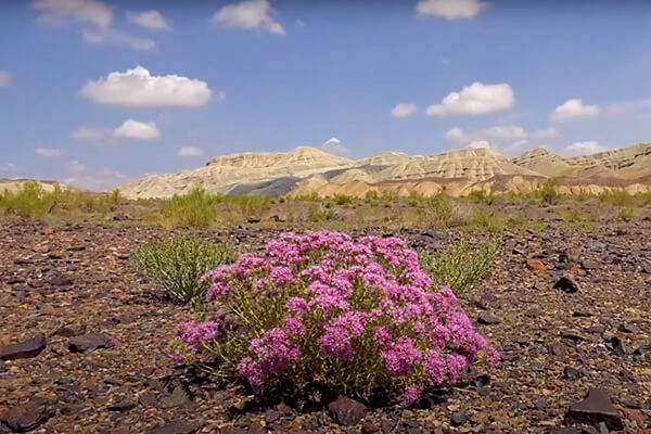 Acanthophyllum Pungens