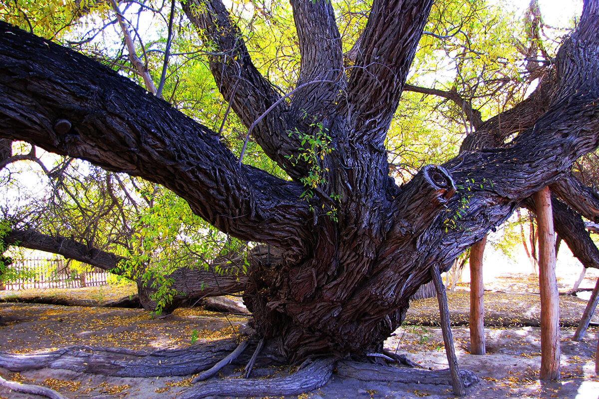 700-летняя ива