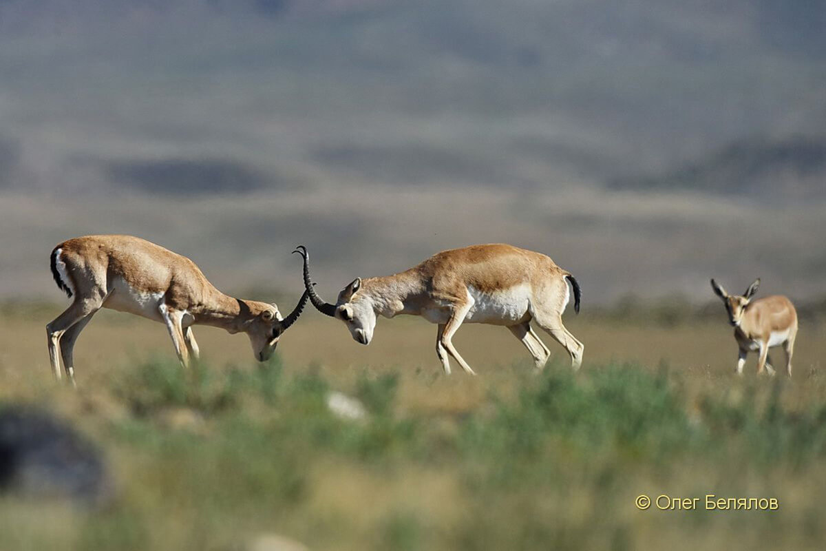 Алтын-Эмель: животные