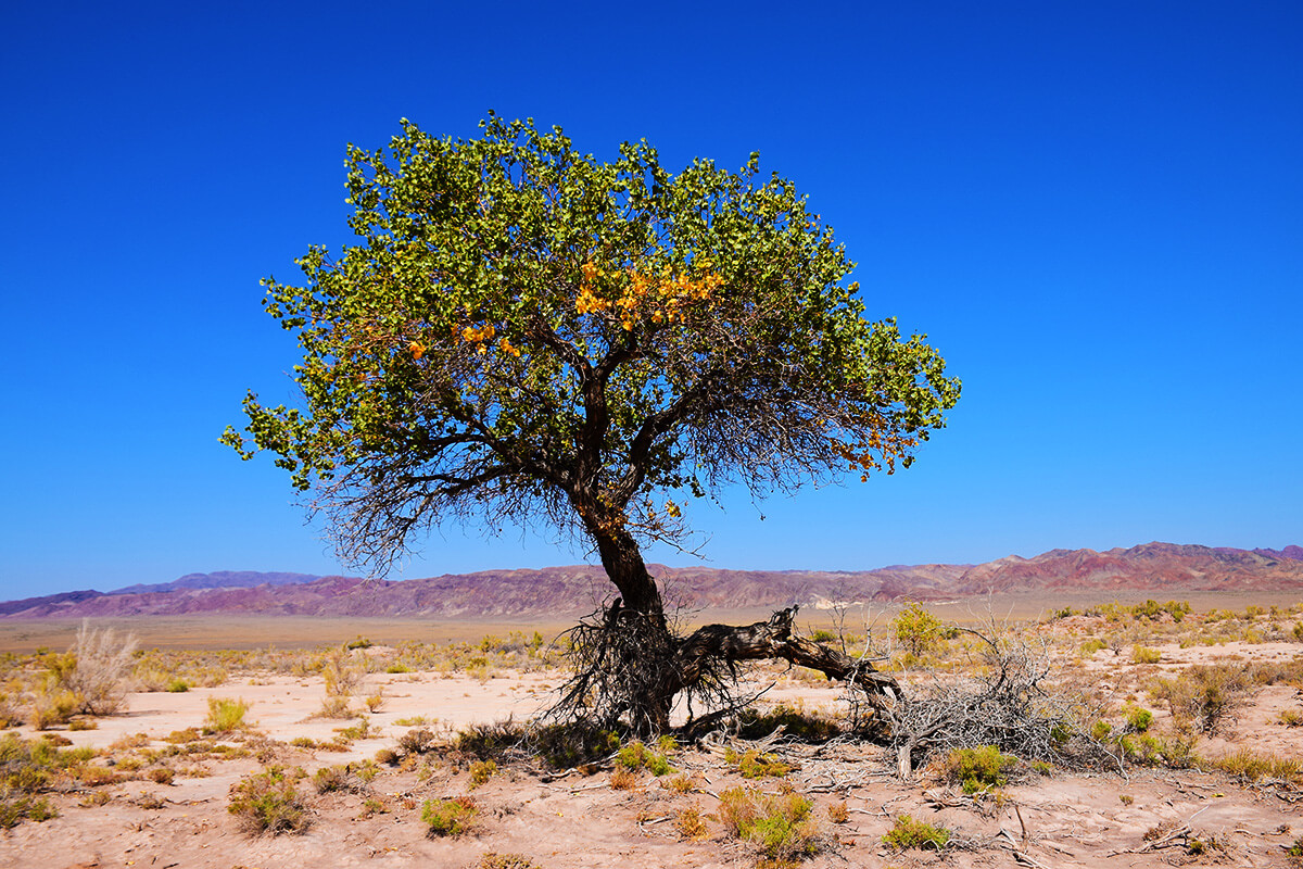 Алтын-Эмель: растения