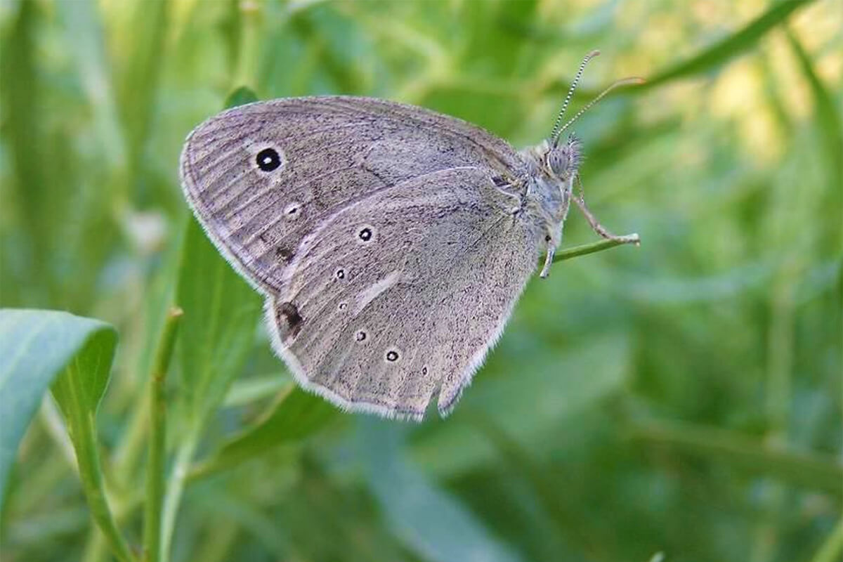 Coenonympha mongolica Alpheraky