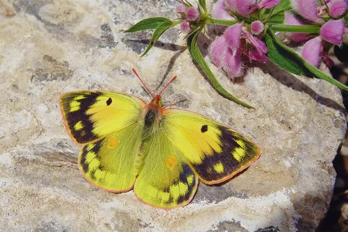 Colias erschoffi Alpheraky