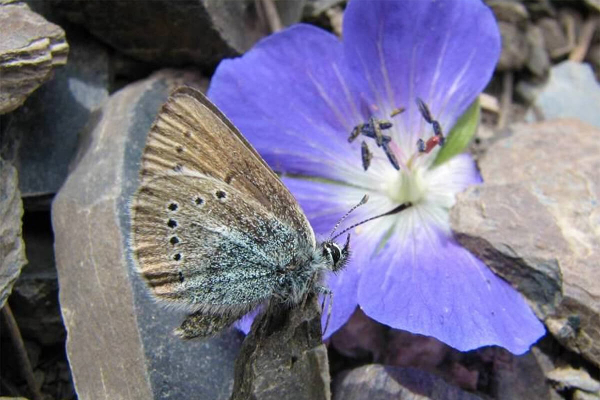 Eumedonia persephatta Alpheraky