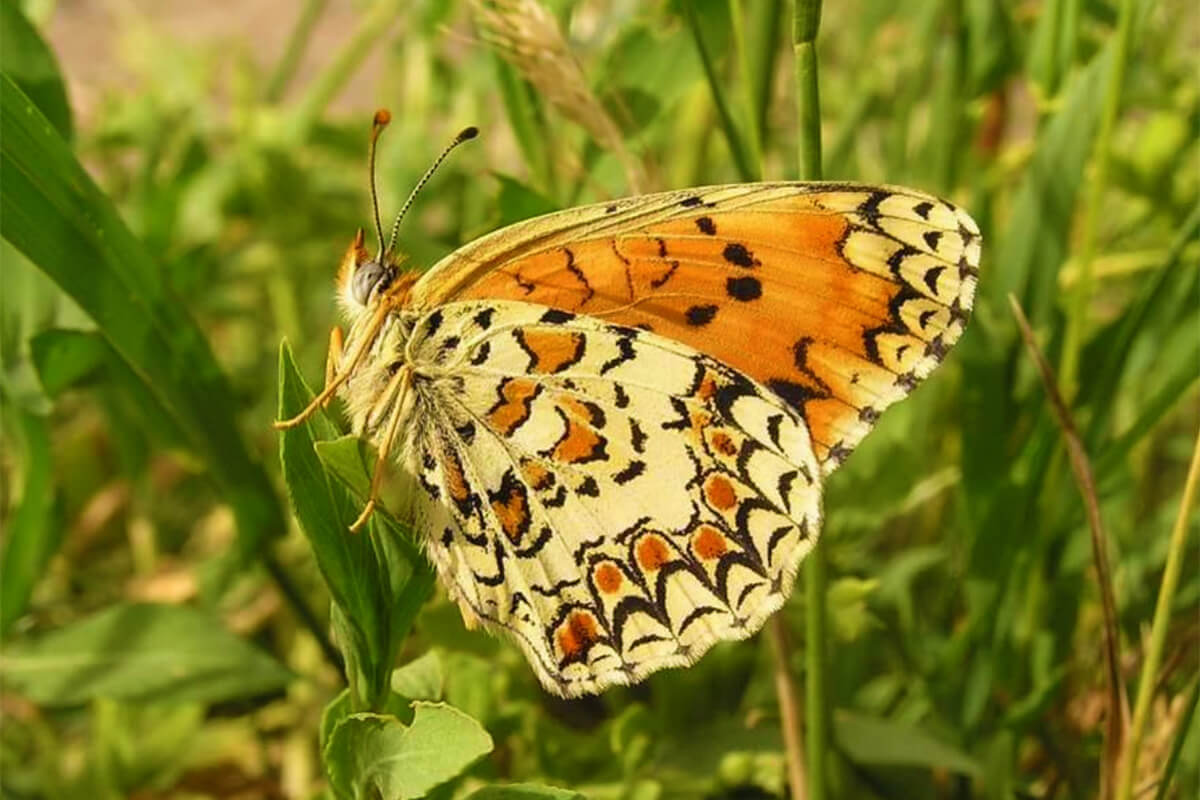 Melitaea sibina Alpheraky