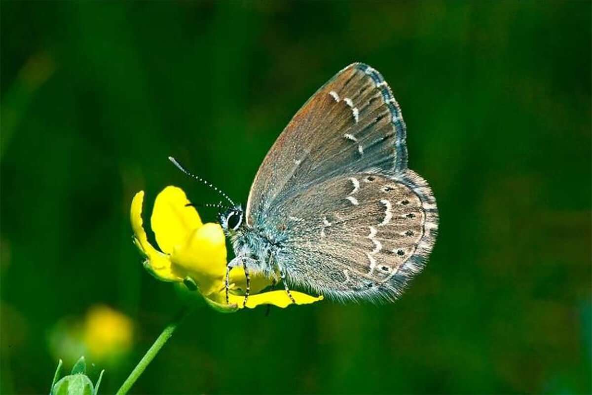 Neolycaena sinensis Alpheraky