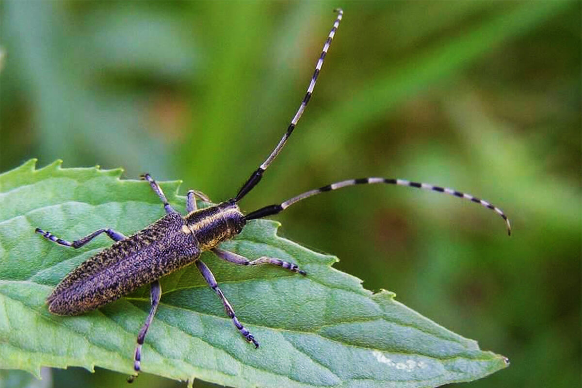 Agapanthia turanica