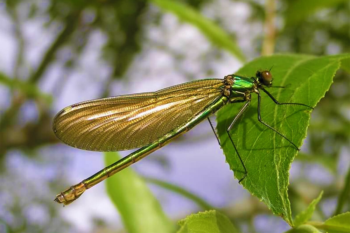 Calopteryx splendens