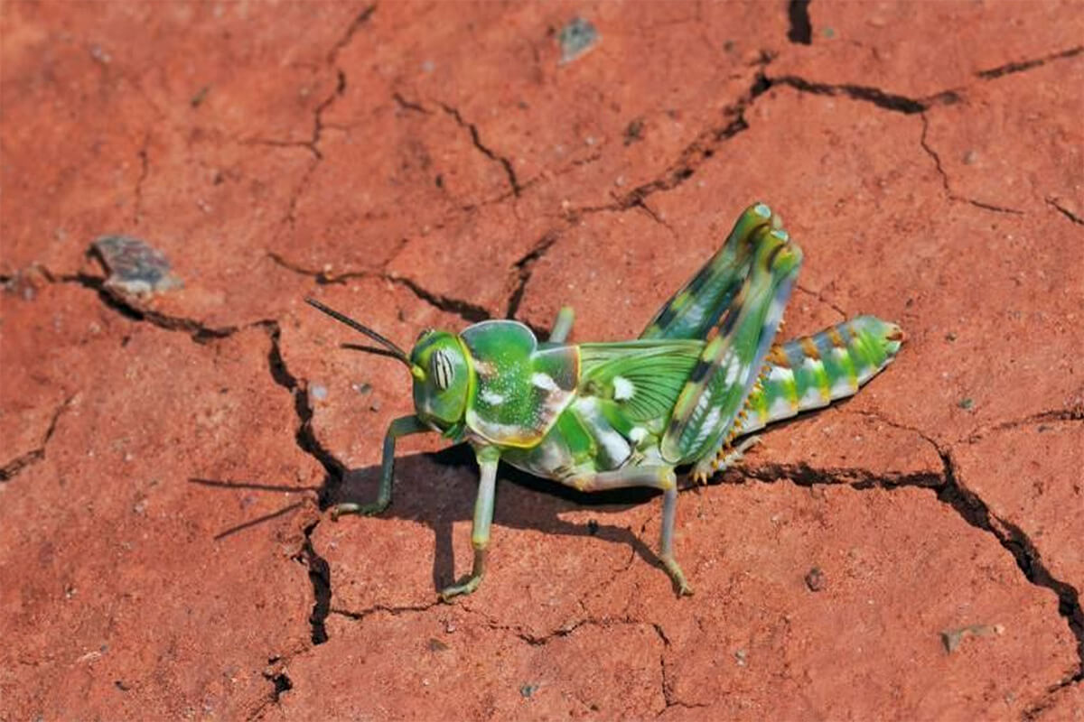 Dericorys tibialis